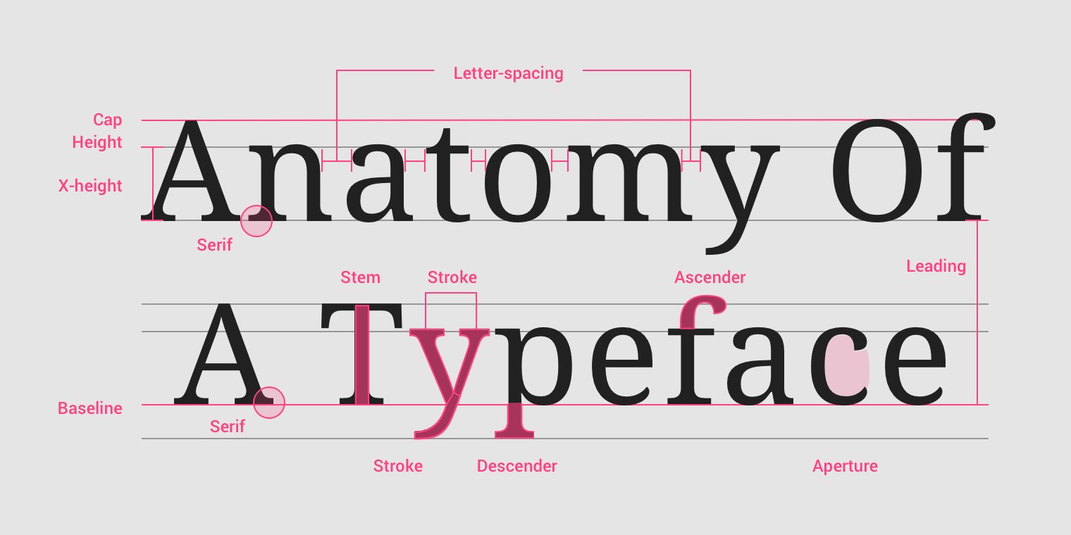 Anatomy of Typography Visual Diagram